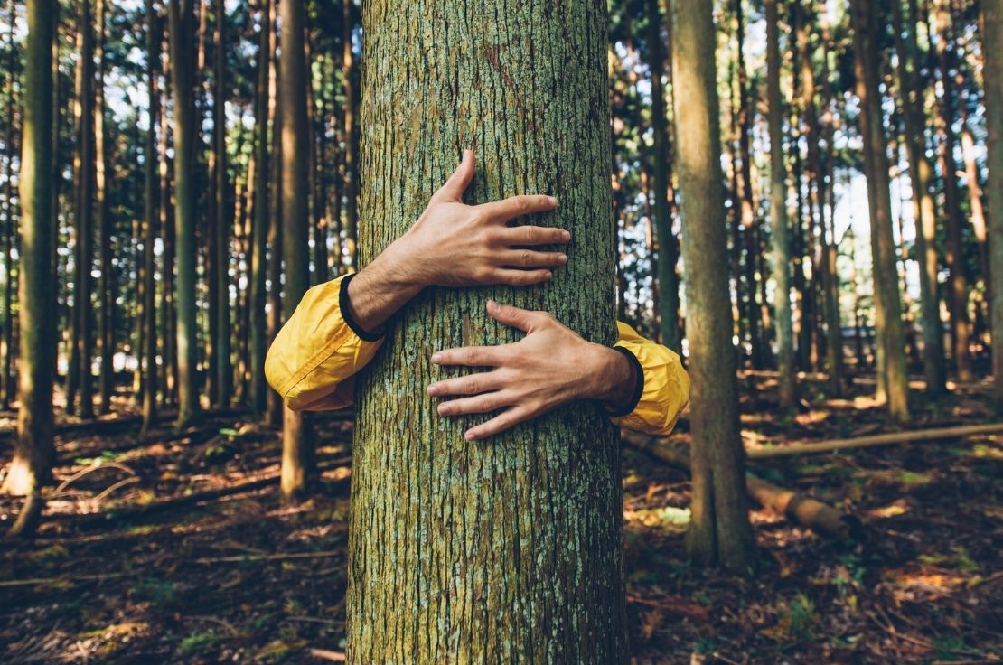 FOREST BATHING ALPE CIMBRA